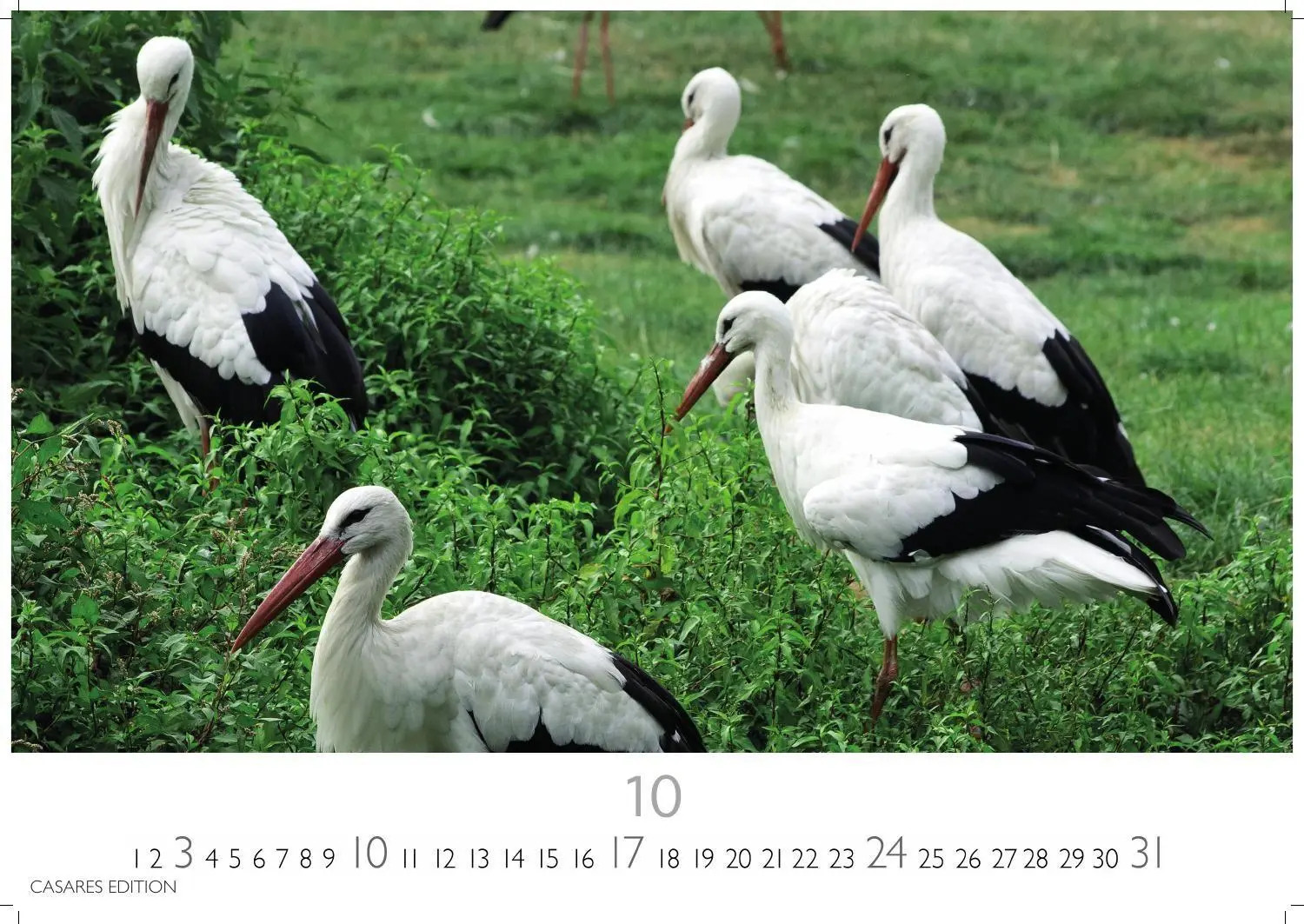 Bild: 9781835247839 | Störche Kalender 2027 - Wandkalender Fotokalender Tierkalender...