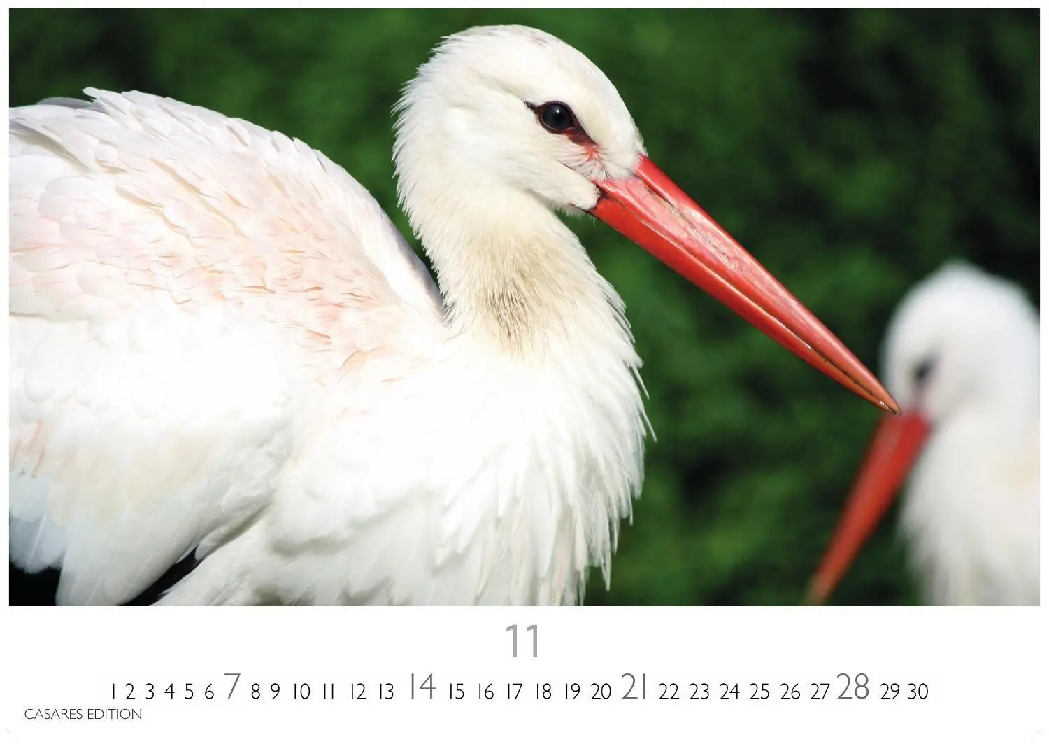Bild: 9781835247839 | Störche Kalender 2027 - Wandkalender Fotokalender Tierkalender...