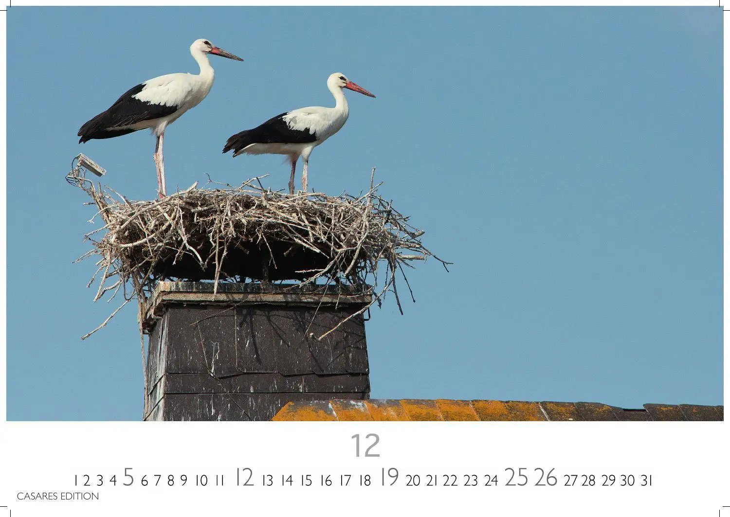 Bild: 9781835247839 | Störche Kalender 2027 - Wandkalender Fotokalender Tierkalender...