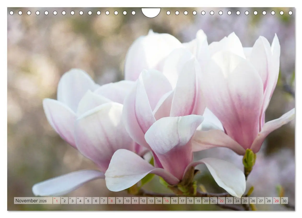 Bild: 9783457797839 | Magnolien Ein Blütenrausch (Wandkalender 2026 DIN A4 quer),...
