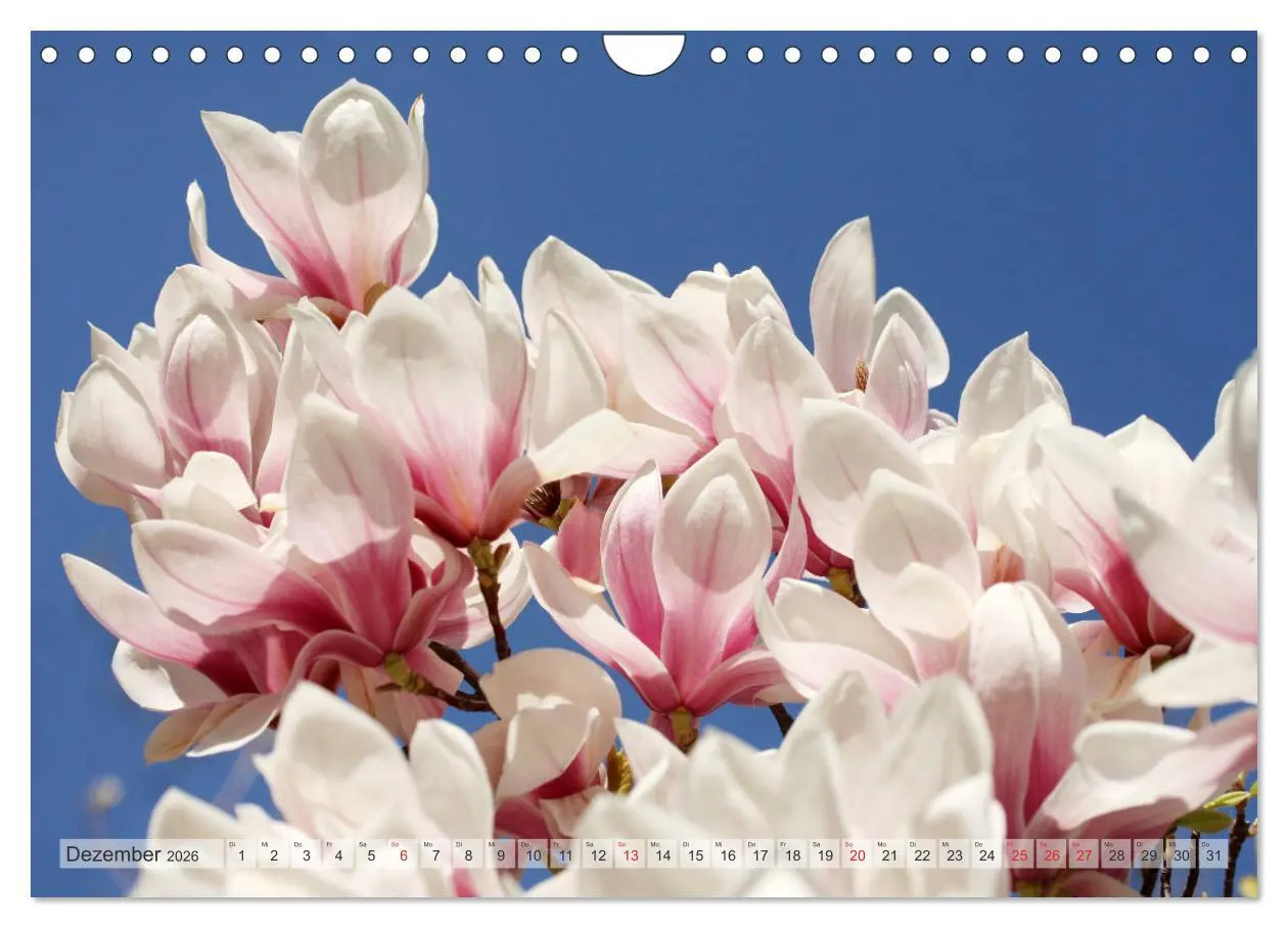 Bild: 9783457797839 | Magnolien Ein Blütenrausch (Wandkalender 2026 DIN A4 quer),...