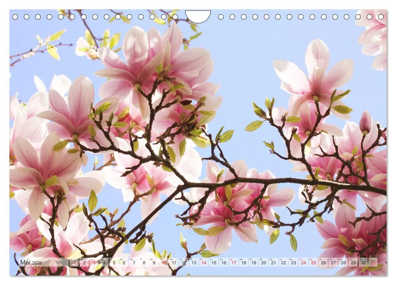 Bild: 9783457797839 | Magnolien Ein Blütenrausch (Wandkalender 2026 DIN A4 quer),...