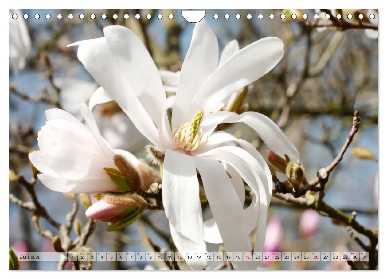 Bild: 9783457797839 | Magnolien Ein Blütenrausch (Wandkalender 2026 DIN A4 quer),...