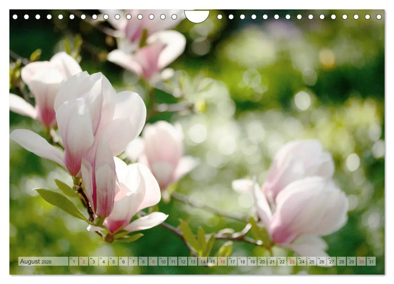 Bild: 9783457797839 | Magnolien Ein Blütenrausch (Wandkalender 2026 DIN A4 quer),...
