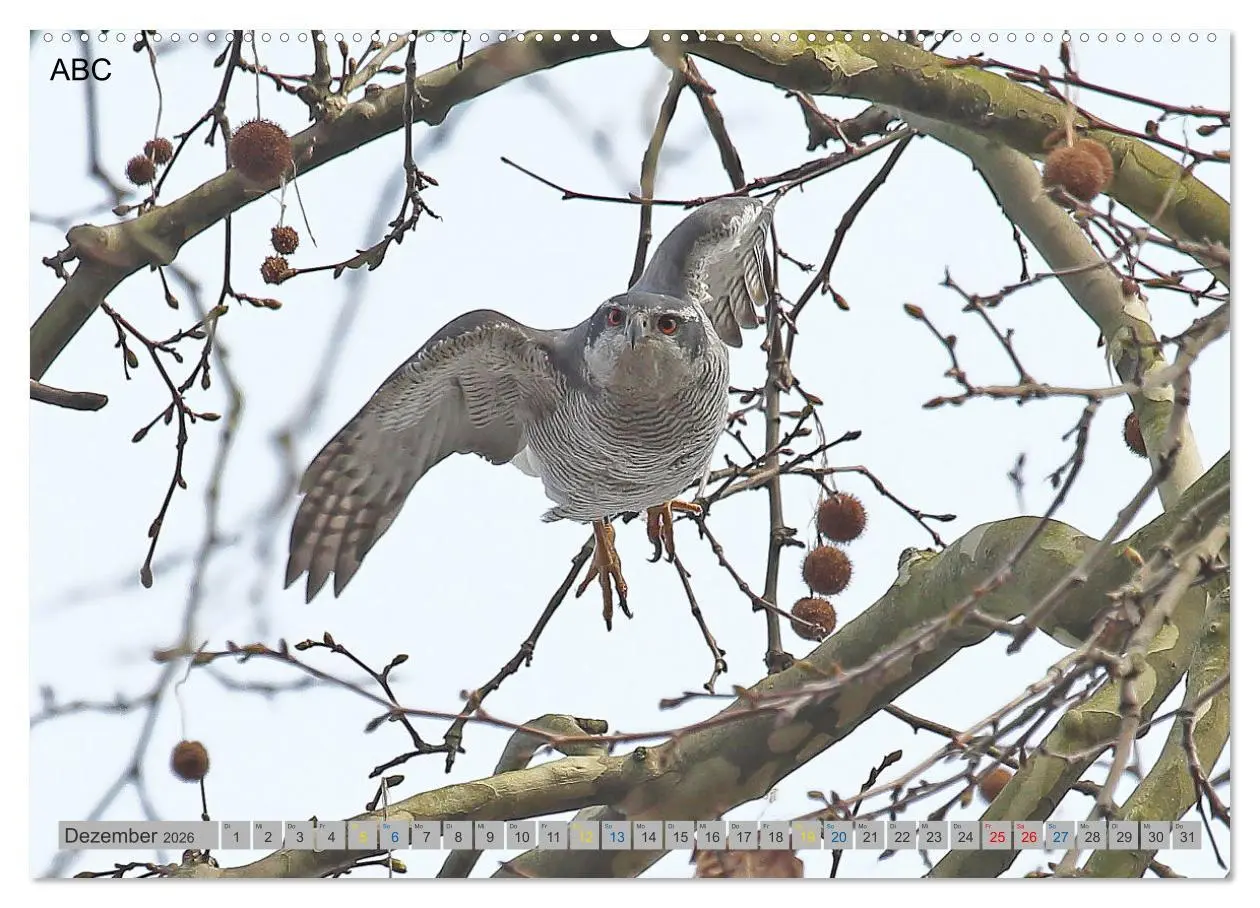 Bild: 9783457477939 | Habicht - aus dem Leben eines imposanten Greifvogels (Wandkalender...
