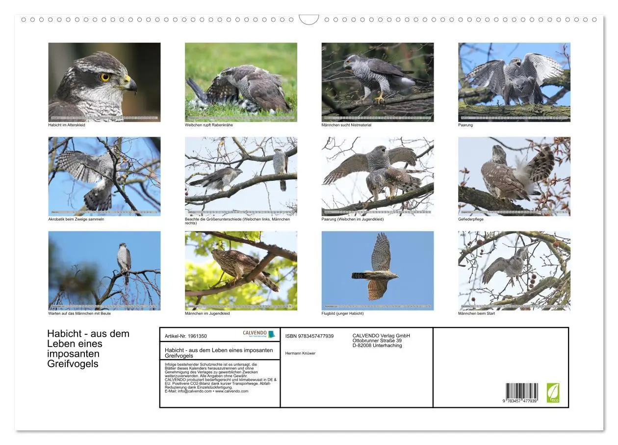 Bild: 9783457477939 | Habicht - aus dem Leben eines imposanten Greifvogels (Wandkalender...