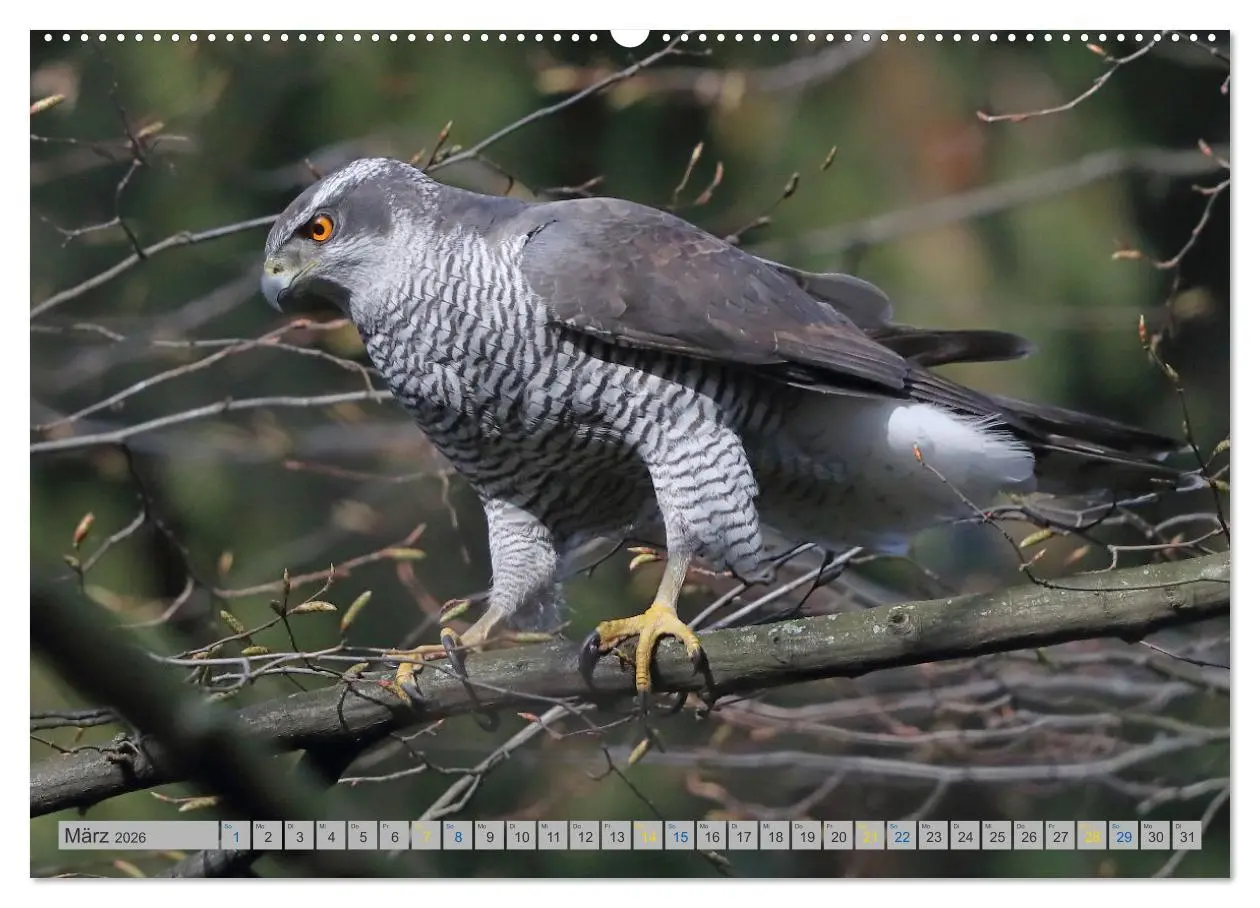 Bild: 9783457477939 | Habicht - aus dem Leben eines imposanten Greifvogels (Wandkalender...