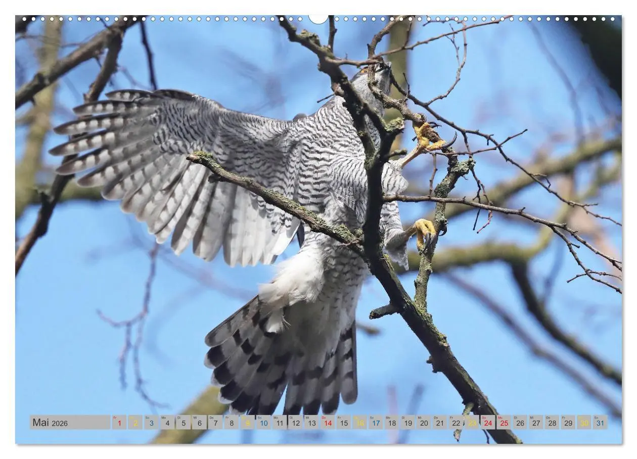 Bild: 9783457477939 | Habicht - aus dem Leben eines imposanten Greifvogels (Wandkalender...