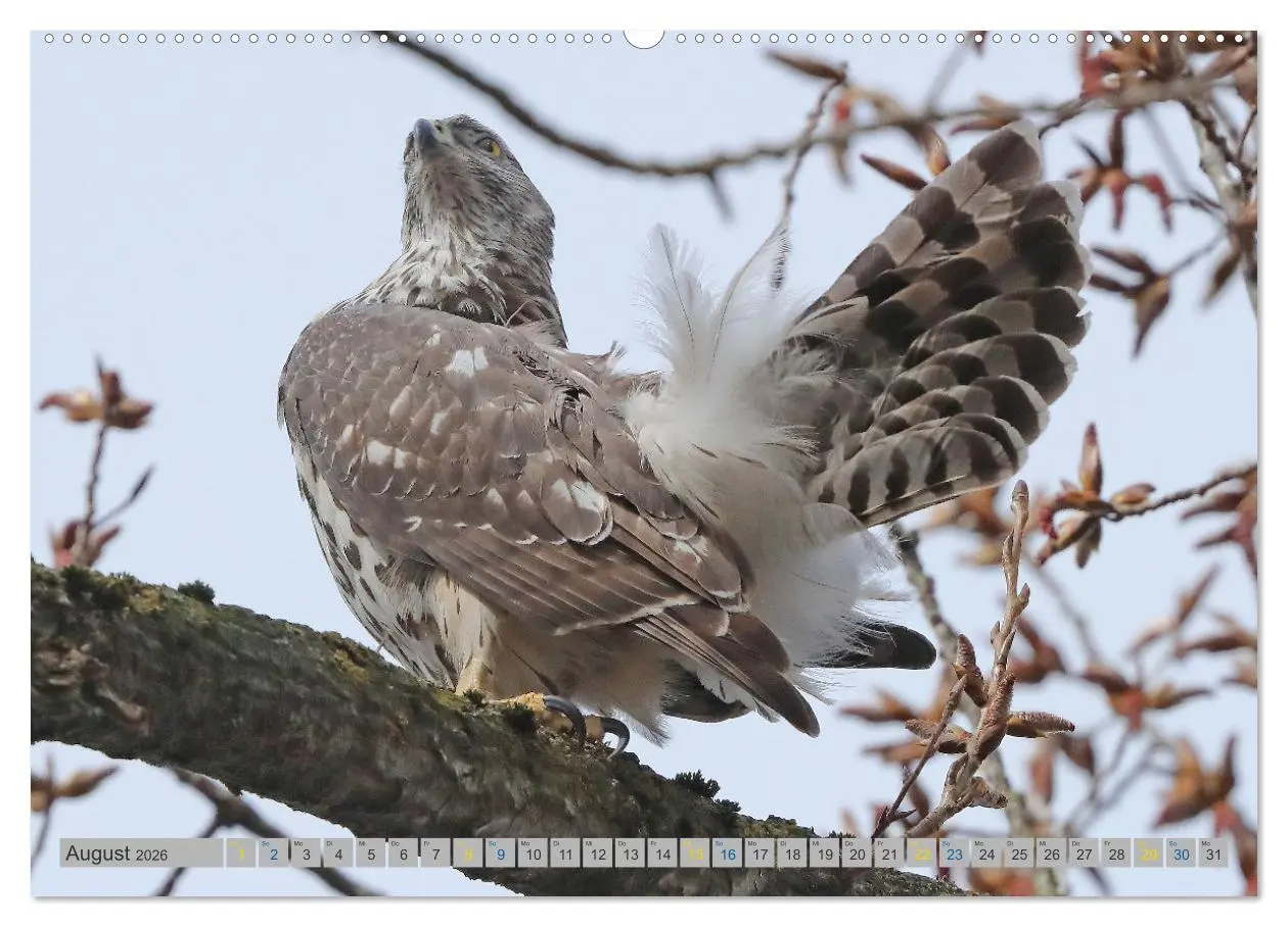 Bild: 9783457477939 | Habicht - aus dem Leben eines imposanten Greifvogels (Wandkalender...