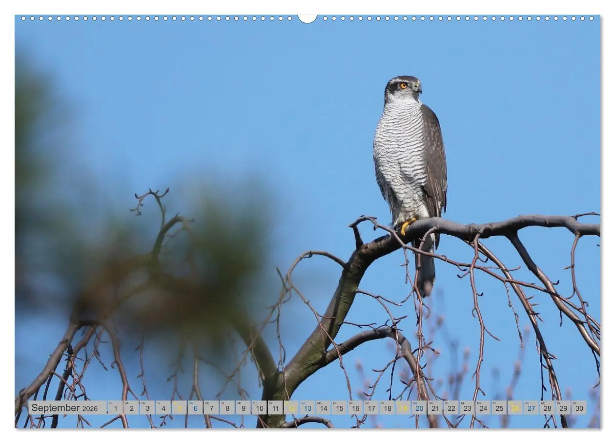 Bild: 9783457477939 | Habicht - aus dem Leben eines imposanten Greifvogels (Wandkalender...