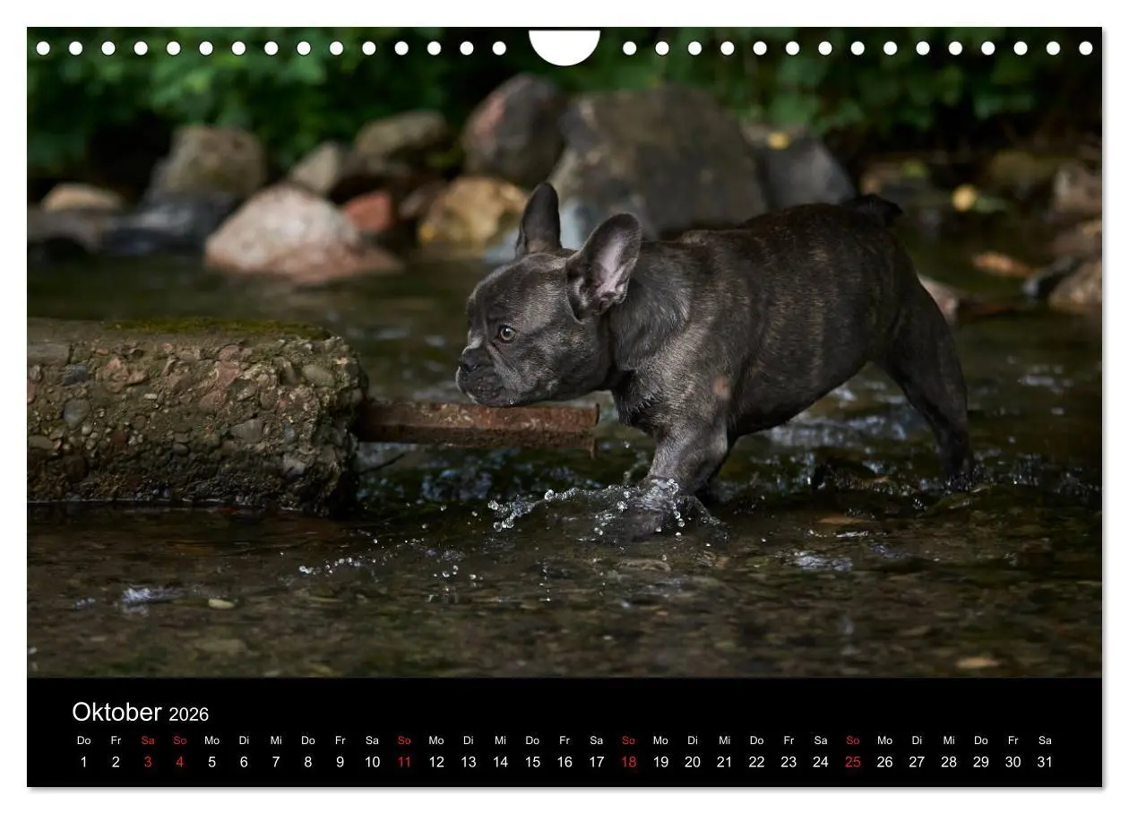Bild: 9783457818039 | French Bulldog aktiv, verspielt, sportlich (Wandkalender 2026 DIN...