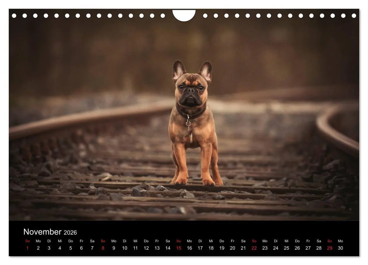 Bild: 9783457818039 | French Bulldog aktiv, verspielt, sportlich (Wandkalender 2026 DIN...