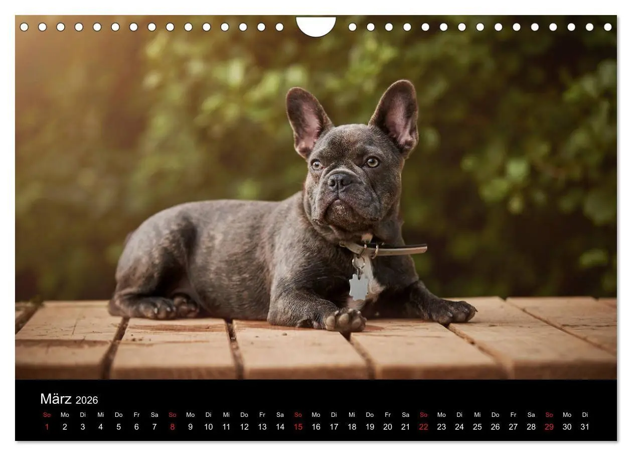 Bild: 9783457818039 | French Bulldog aktiv, verspielt, sportlich (Wandkalender 2026 DIN...