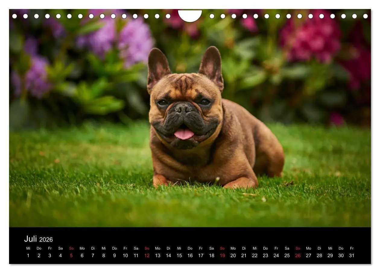 Bild: 9783457818039 | French Bulldog aktiv, verspielt, sportlich (Wandkalender 2026 DIN...