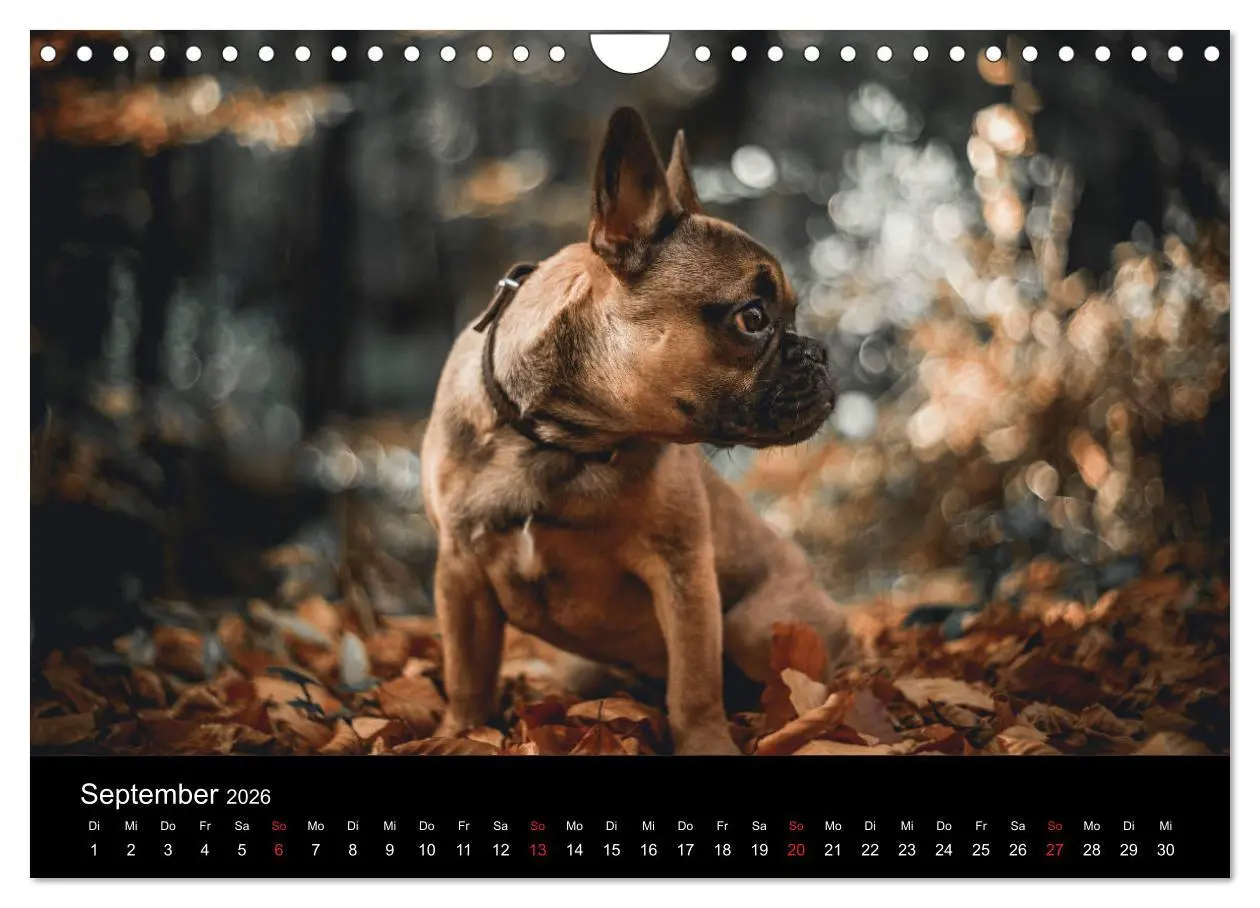 Bild: 9783457818039 | French Bulldog aktiv, verspielt, sportlich (Wandkalender 2026 DIN...