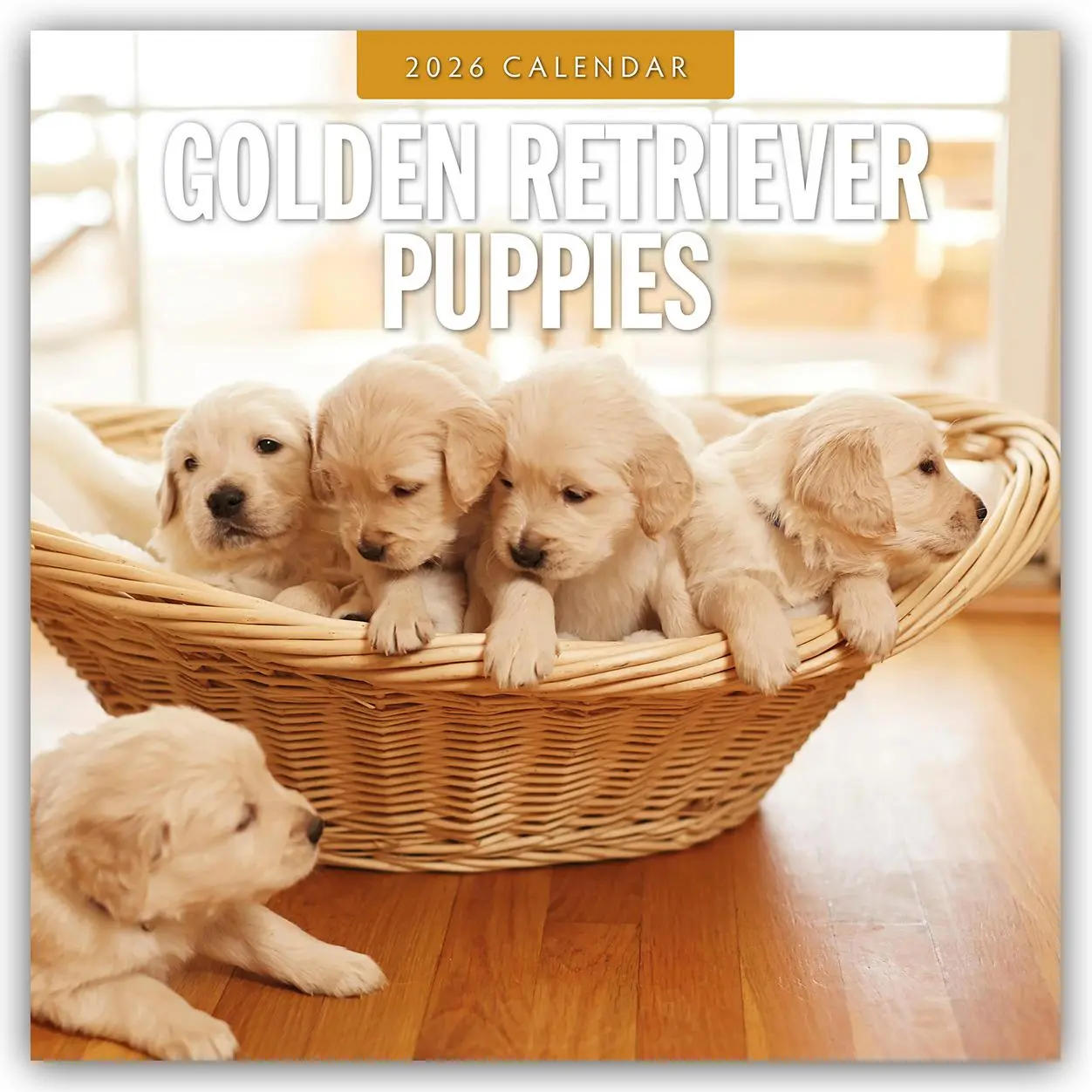 Cover: 9781804428139 | Golden Retriever Puppies 2026 Square Wall Calendar | Red Robin | Buch