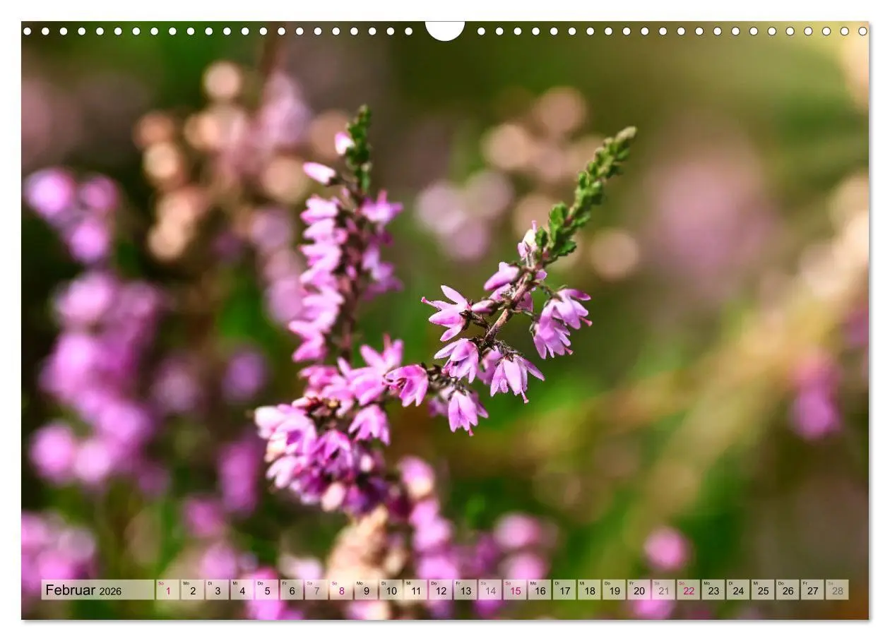 Bild: 9783457338339 | Lüneburger Südheide (Wandkalender 2026 DIN A3 quer), CALVENDO...