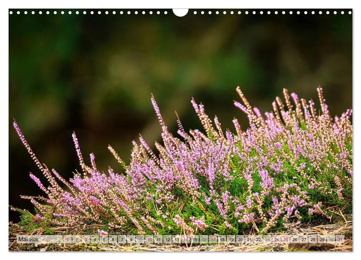 Bild: 9783457338339 | Lüneburger Südheide (Wandkalender 2026 DIN A3 quer), CALVENDO...