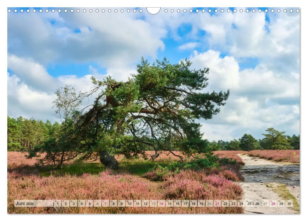 Bild: 9783457338339 | Lüneburger Südheide (Wandkalender 2026 DIN A3 quer), CALVENDO...