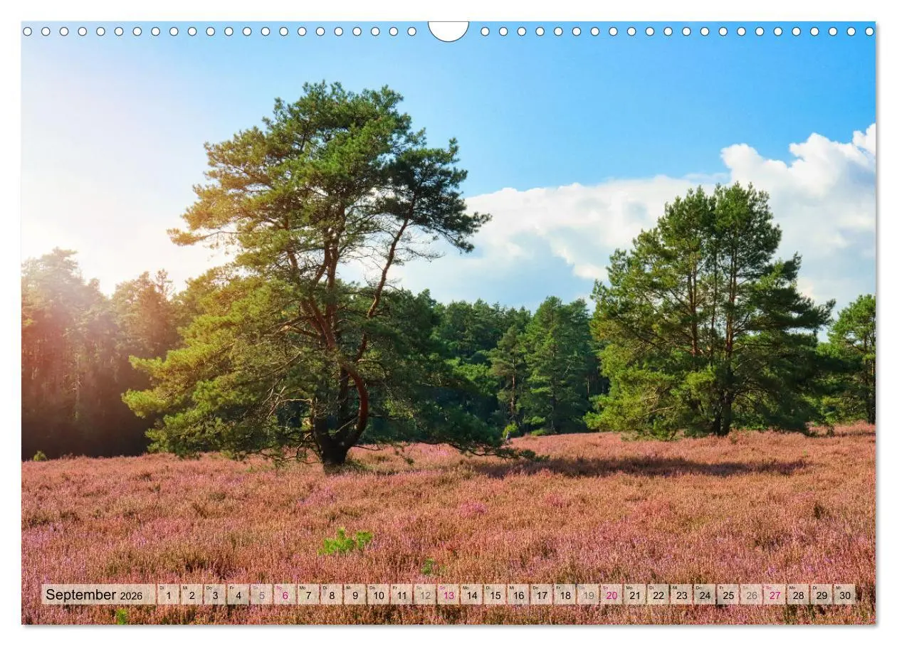 Bild: 9783457338339 | Lüneburger Südheide (Wandkalender 2026 DIN A3 quer), CALVENDO...