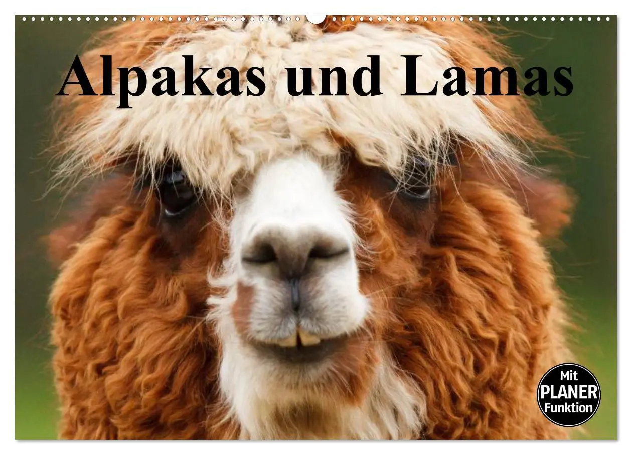 Cover: 9783516008739 | Alpakas und Lamas (Wandkalender 2026 DIN A2 quer), CALVENDO...