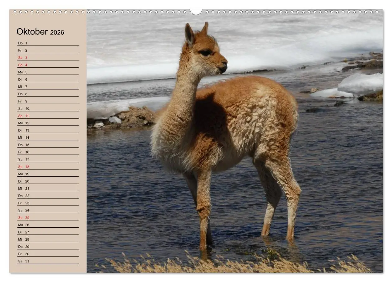 Bild: 9783516008739 | Alpakas und Lamas (Wandkalender 2026 DIN A2 quer), CALVENDO...