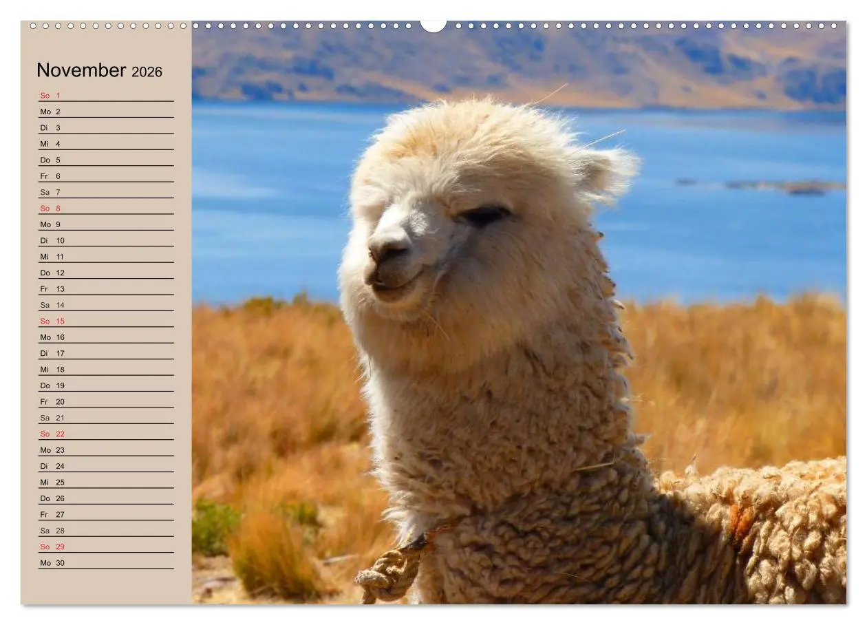 Bild: 9783516008739 | Alpakas und Lamas (Wandkalender 2026 DIN A2 quer), CALVENDO...