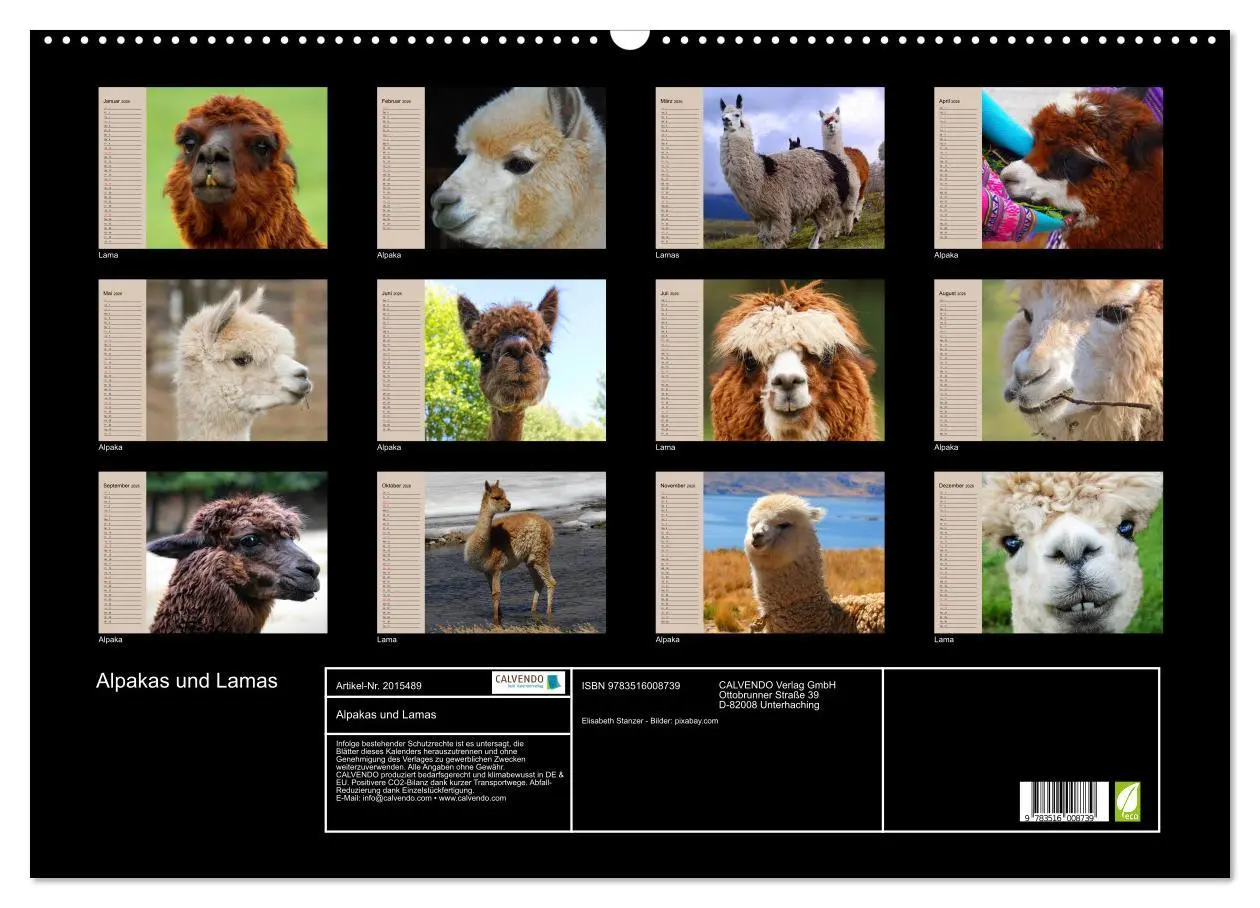 Bild: 9783516008739 | Alpakas und Lamas (Wandkalender 2026 DIN A2 quer), CALVENDO...
