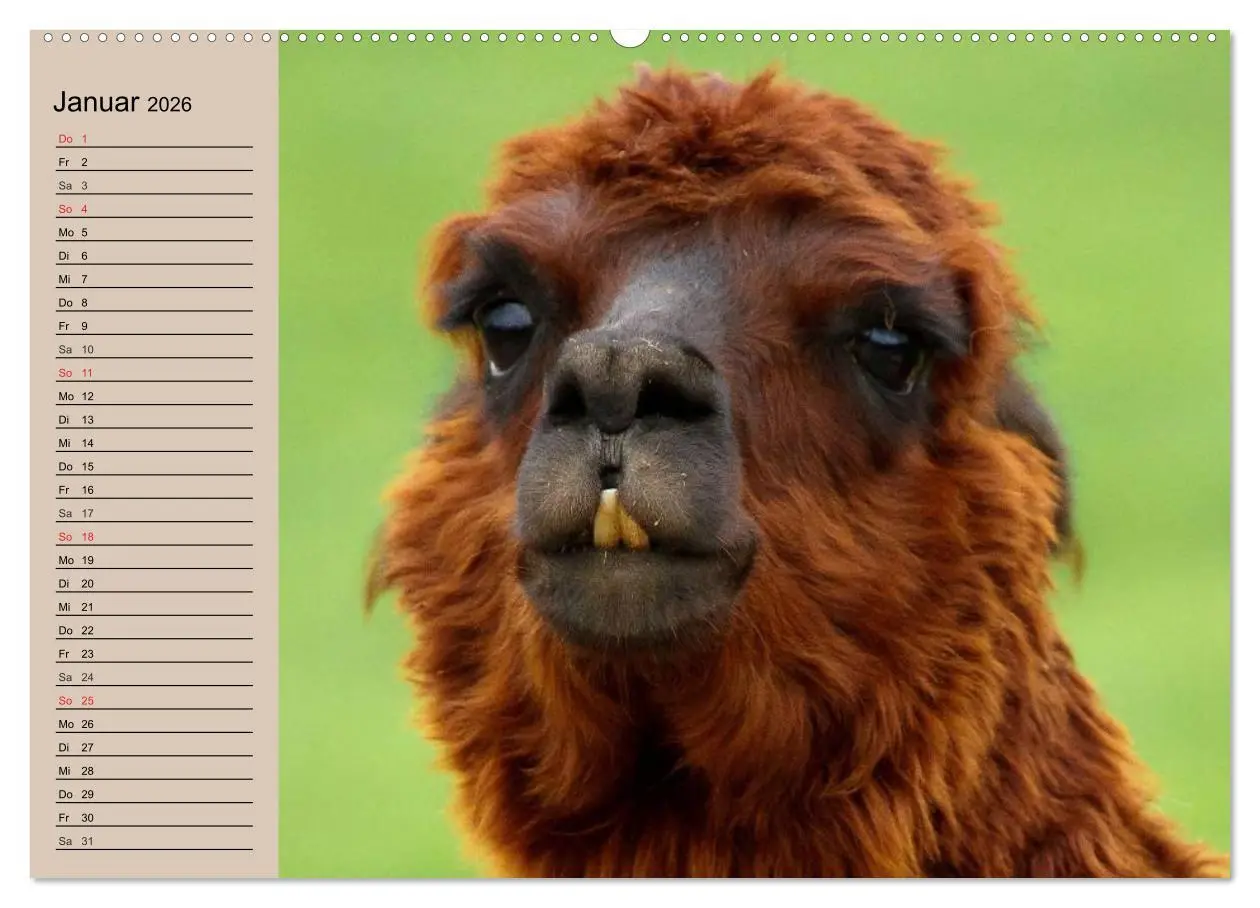 Bild: 9783516008739 | Alpakas und Lamas (Wandkalender 2026 DIN A2 quer), CALVENDO...