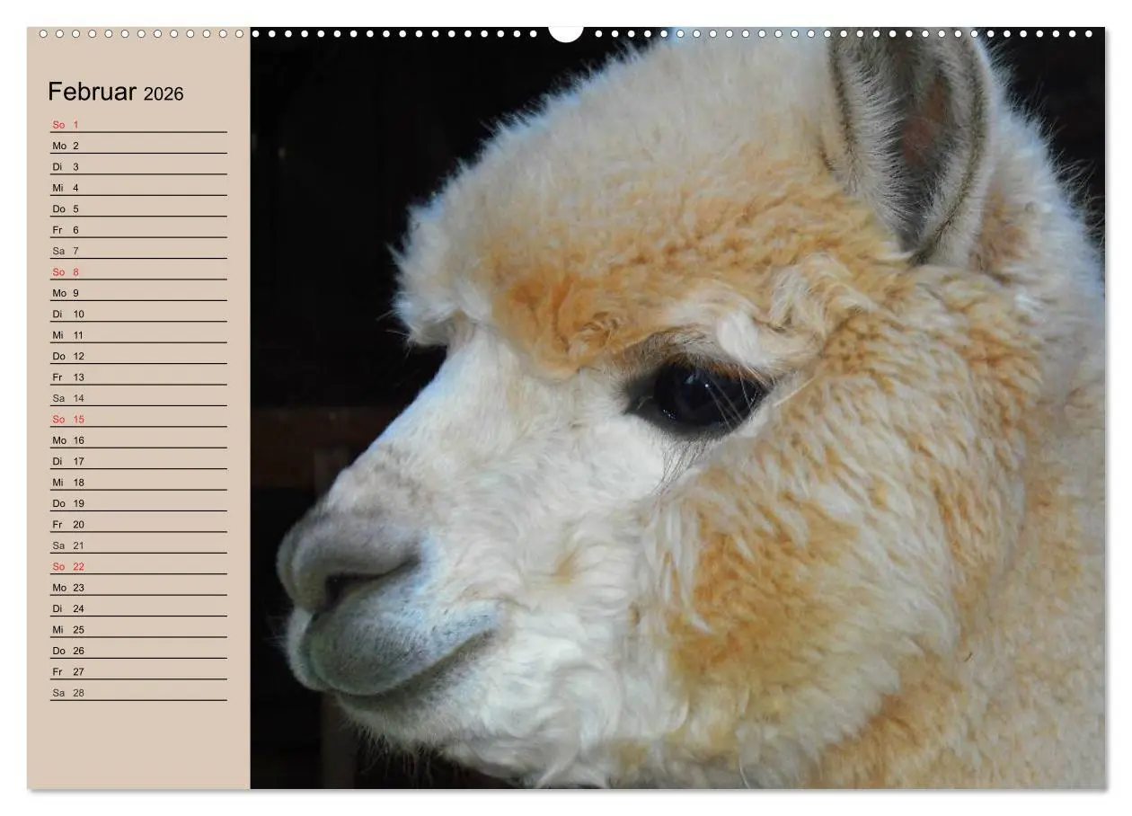 Bild: 9783516008739 | Alpakas und Lamas (Wandkalender 2026 DIN A2 quer), CALVENDO...