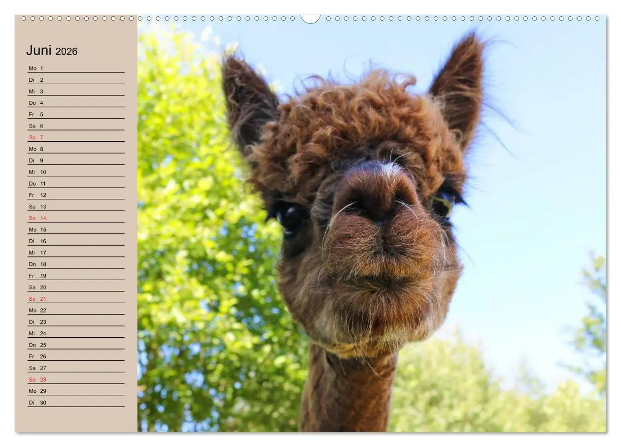 Bild: 9783516008739 | Alpakas und Lamas (Wandkalender 2026 DIN A2 quer), CALVENDO...