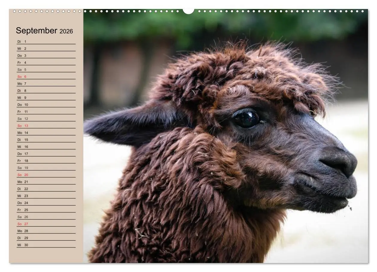 Bild: 9783516008739 | Alpakas und Lamas (Wandkalender 2026 DIN A2 quer), CALVENDO...