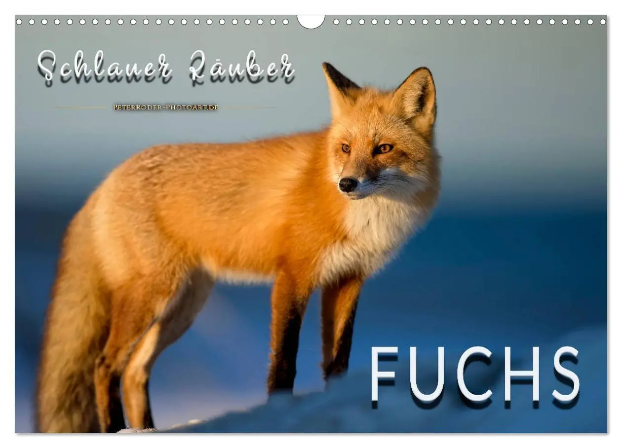 Cover: 9783457838839 | Fuchs - schlauer Räuber (Wandkalender 2026 DIN A3 quer), CALVENDO...