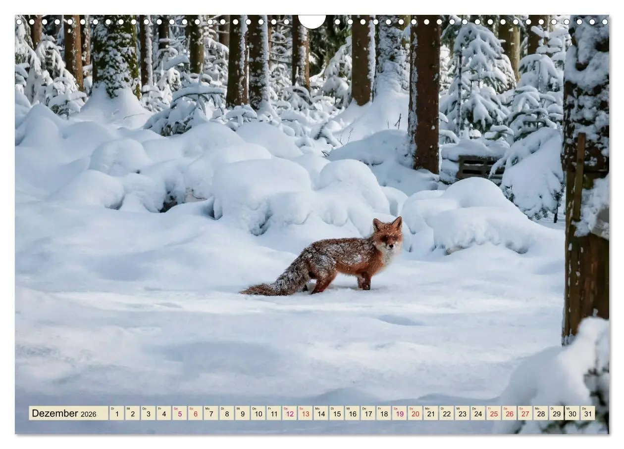 Bild: 9783457838839 | Fuchs - schlauer Räuber (Wandkalender 2026 DIN A3 quer), CALVENDO...