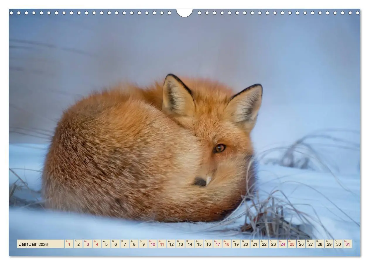 Bild: 9783457838839 | Fuchs - schlauer Räuber (Wandkalender 2026 DIN A3 quer), CALVENDO...