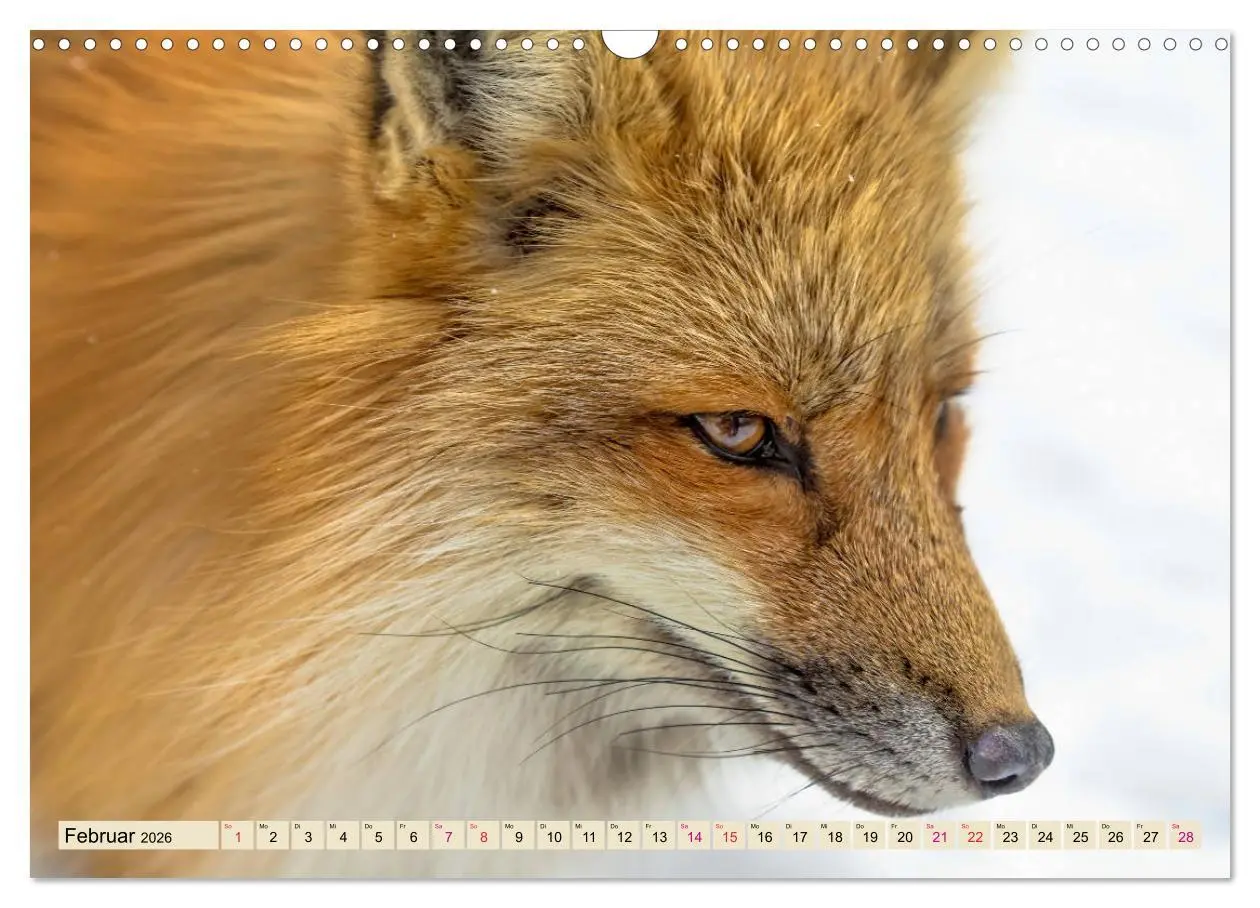 Bild: 9783457838839 | Fuchs - schlauer Räuber (Wandkalender 2026 DIN A3 quer), CALVENDO...