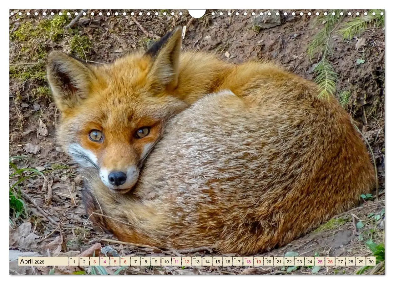 Bild: 9783457838839 | Fuchs - schlauer Räuber (Wandkalender 2026 DIN A3 quer), CALVENDO...
