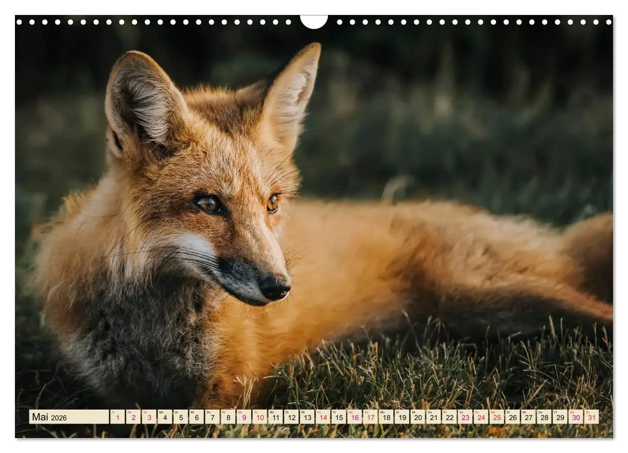 Bild: 9783457838839 | Fuchs - schlauer Räuber (Wandkalender 2026 DIN A3 quer), CALVENDO...