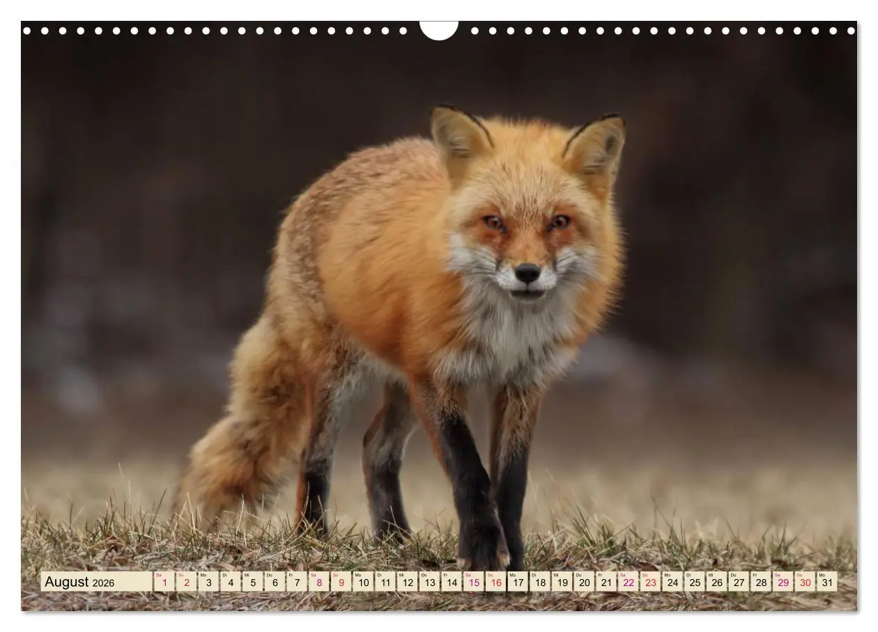 Bild: 9783457838839 | Fuchs - schlauer Räuber (Wandkalender 2026 DIN A3 quer), CALVENDO...