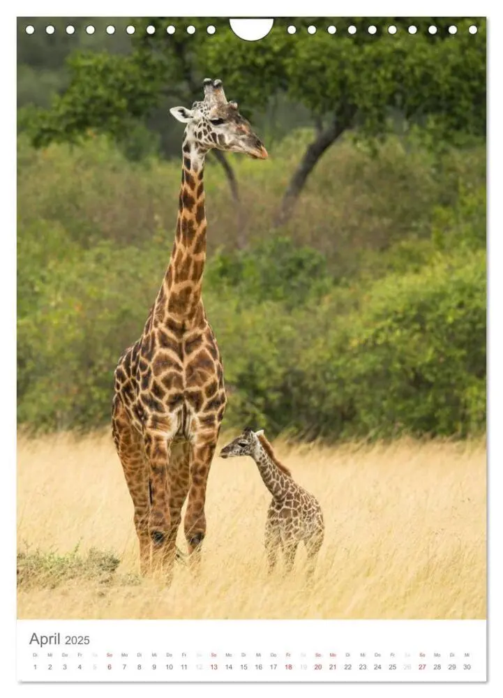 Bild: 9783457068939 | Magie des Augenblicks - Giraffen - Riesen der Savanne (Wandkalender...