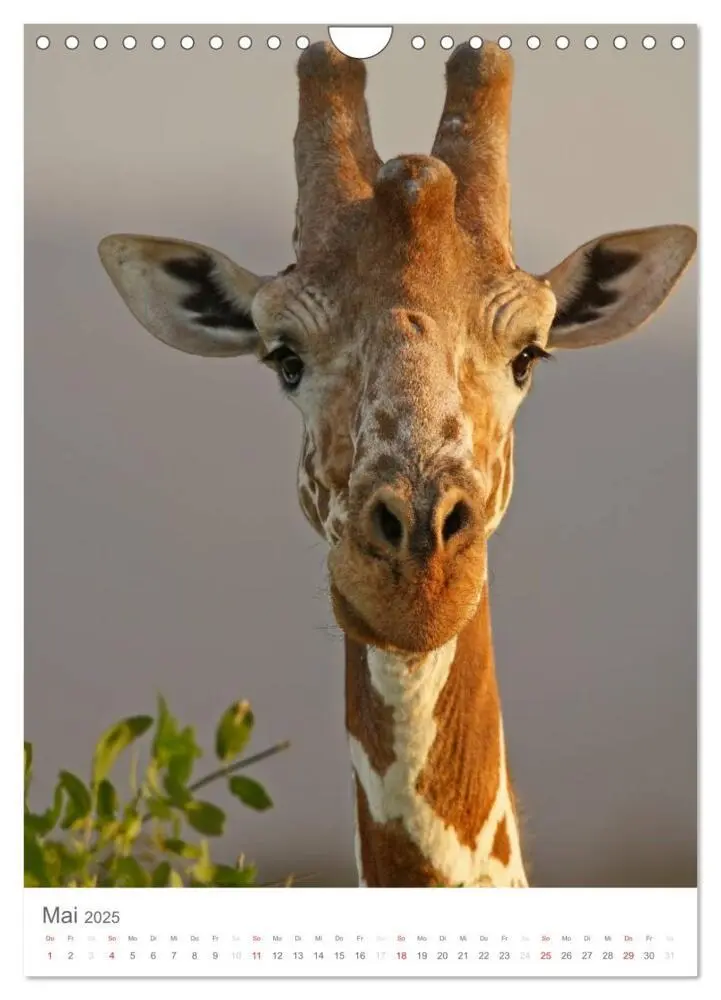 Bild: 9783457068939 | Magie des Augenblicks - Giraffen - Riesen der Savanne (Wandkalender...