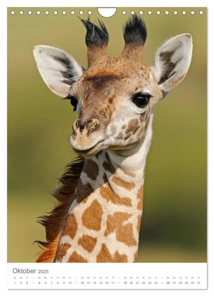 Bild: 9783457068939 | Magie des Augenblicks - Giraffen - Riesen der Savanne (Wandkalender...
