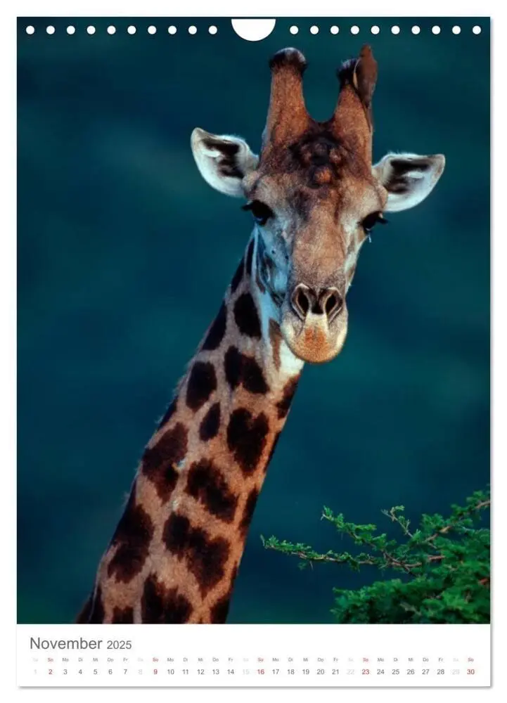 Bild: 9783457068939 | Magie des Augenblicks - Giraffen - Riesen der Savanne (Wandkalender...
