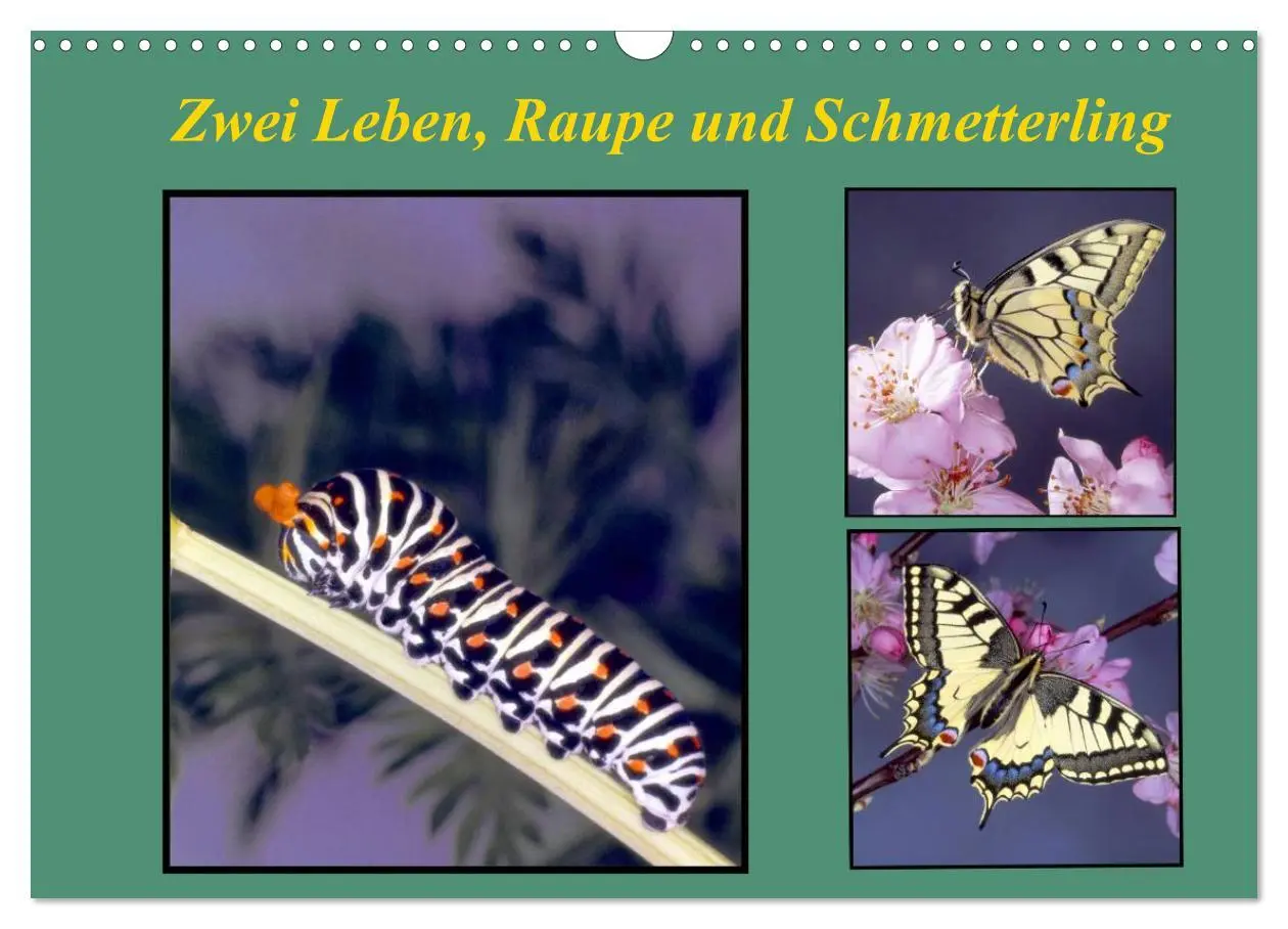 Cover: 9783457959039 | Zwei Leben, Raupe und Schmetterling (Wandkalender 2026 DIN A3...