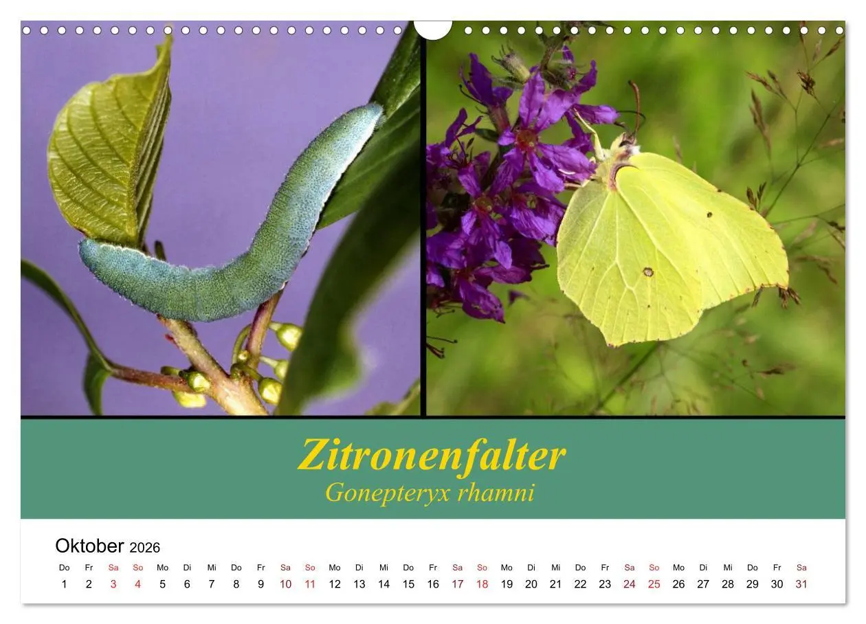 Bild: 9783457959039 | Zwei Leben, Raupe und Schmetterling (Wandkalender 2026 DIN A3...