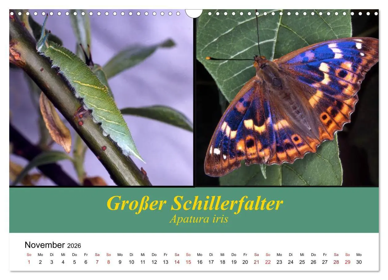 Bild: 9783457959039 | Zwei Leben, Raupe und Schmetterling (Wandkalender 2026 DIN A3...