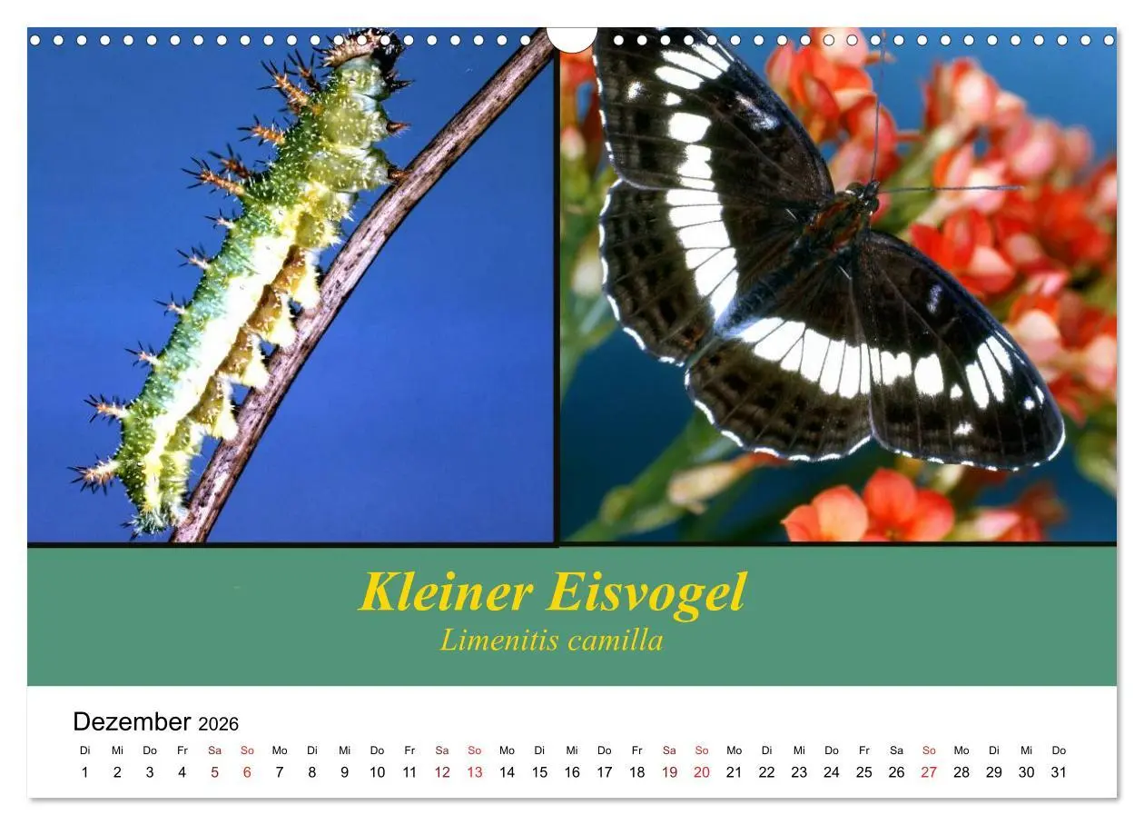 Bild: 9783457959039 | Zwei Leben, Raupe und Schmetterling (Wandkalender 2026 DIN A3...