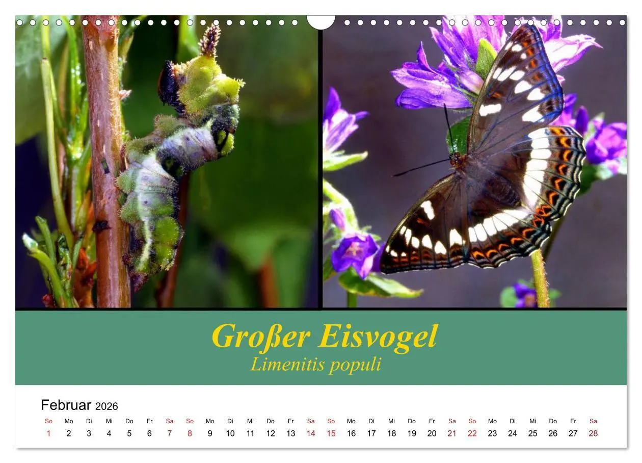 Bild: 9783457959039 | Zwei Leben, Raupe und Schmetterling (Wandkalender 2026 DIN A3...
