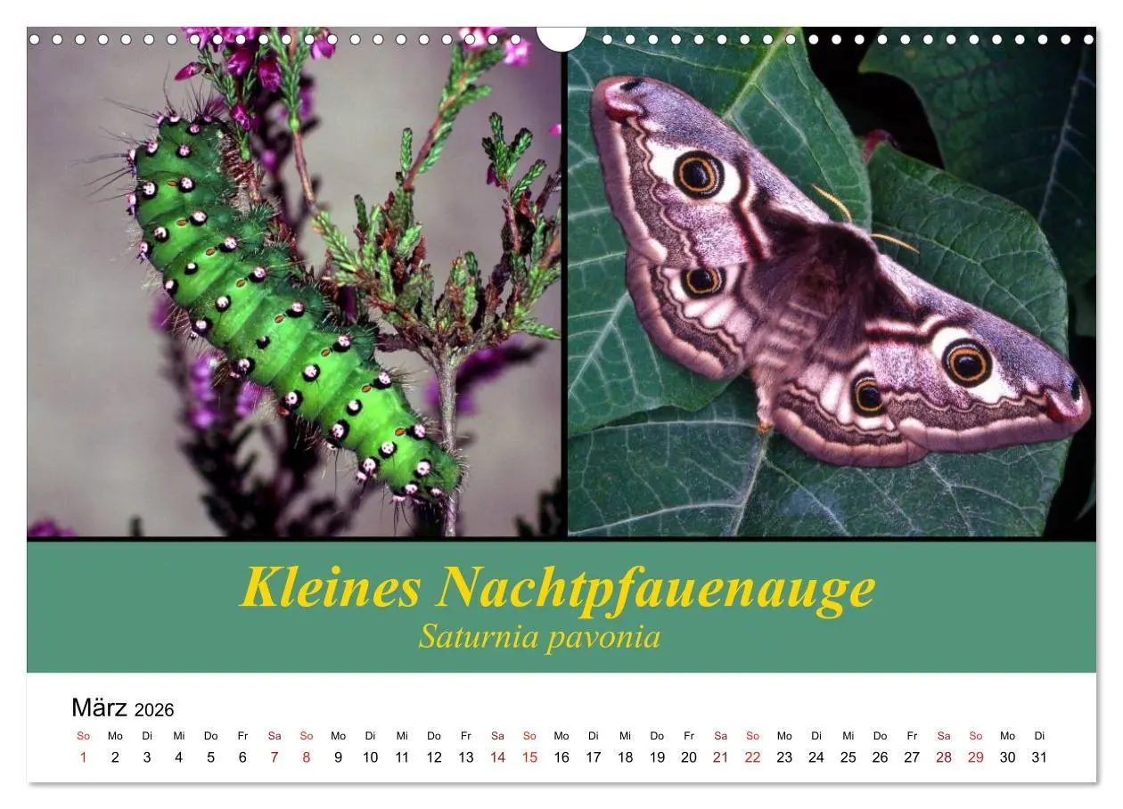 Bild: 9783457959039 | Zwei Leben, Raupe und Schmetterling (Wandkalender 2026 DIN A3...