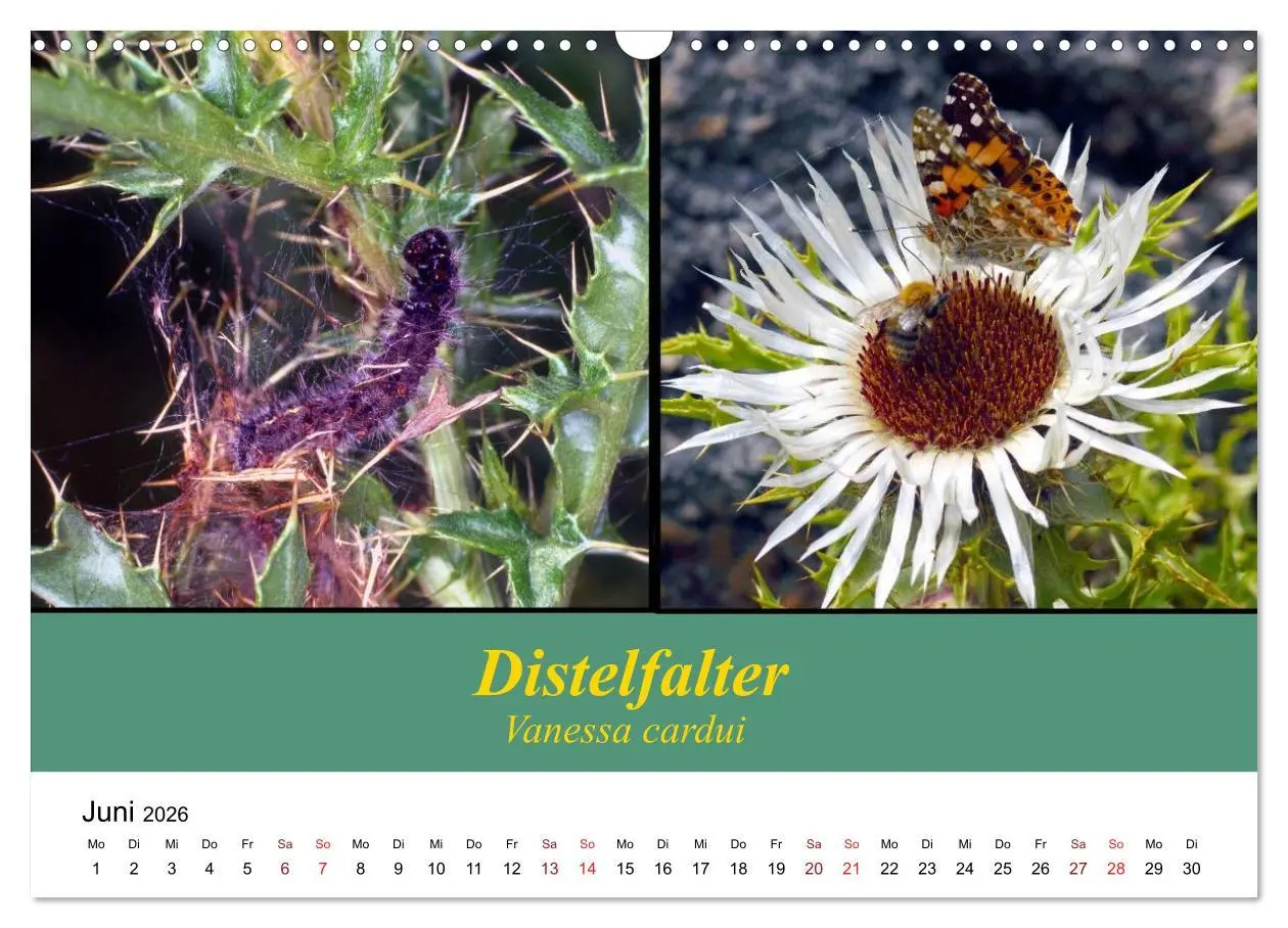 Bild: 9783457959039 | Zwei Leben, Raupe und Schmetterling (Wandkalender 2026 DIN A3...